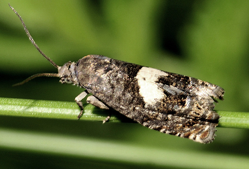 Tortricidae dalle Alpi